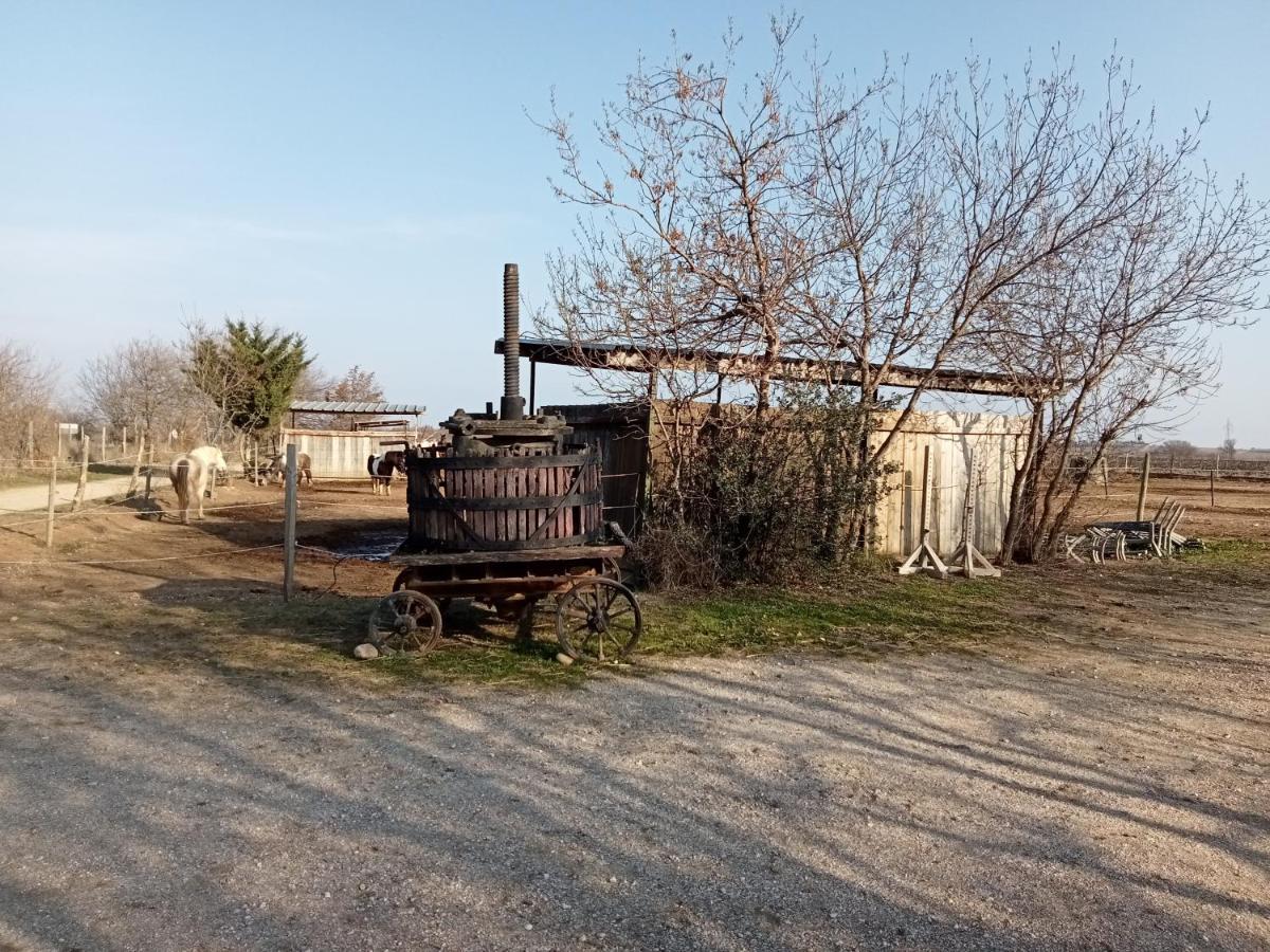 Le Mas Palegry Chambres D'Hotes Perpignan Dış mekan fotoğraf