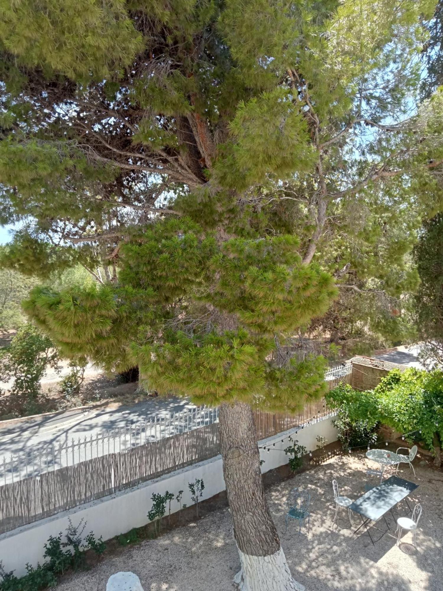 Le Mas Palegry Chambres D'Hotes Perpignan Dış mekan fotoğraf